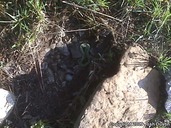 Smooth Greensnake (Opheodrys vernalis)