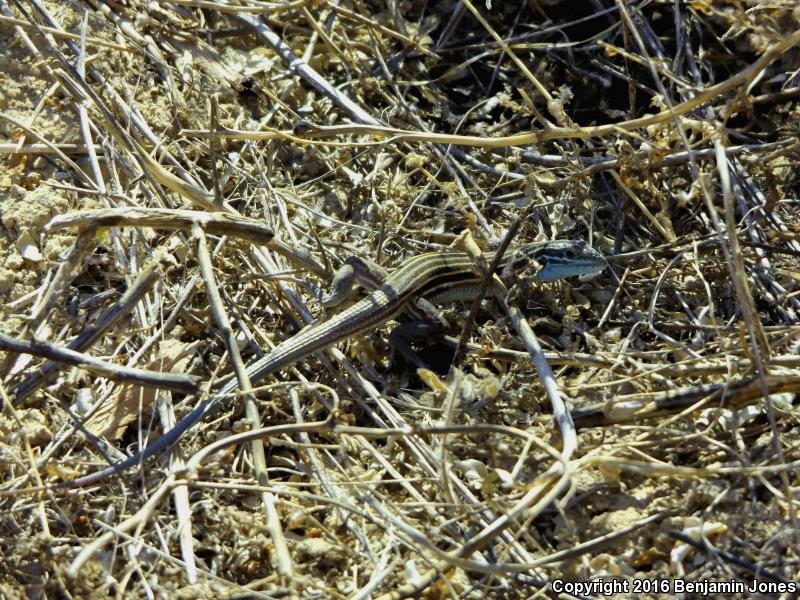 Arizona Striped Whiptail (Aspidoscelis arizonae)