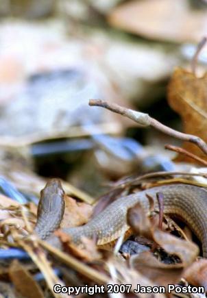 Queensnake (Regina septemvittata)