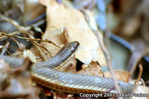 Queensnake (Regina septemvittata)