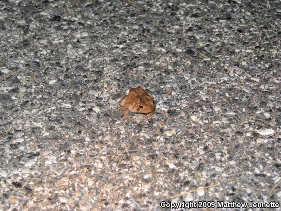 Eastern American Toad (Anaxyrus americanus americanus)