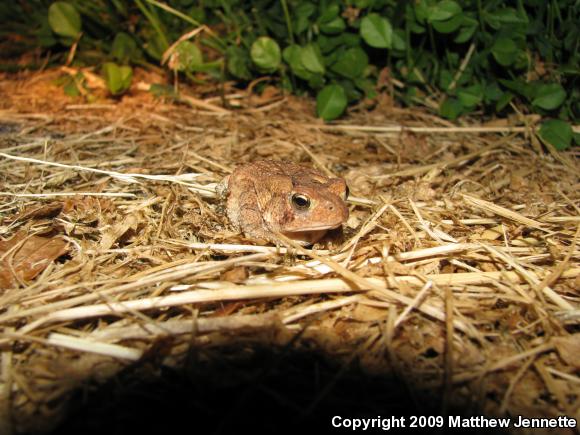 Eastern American Toad (Anaxyrus americanus americanus)