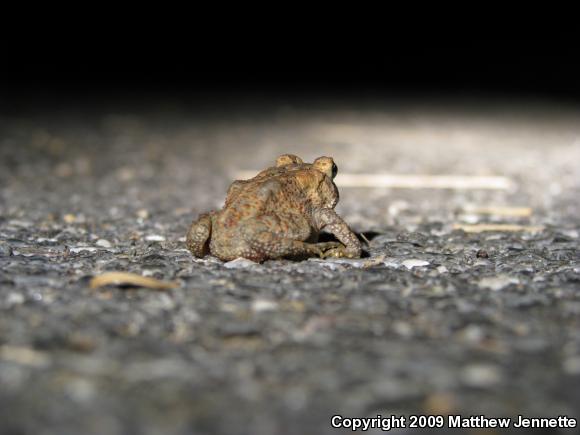 Eastern American Toad (Anaxyrus americanus americanus)