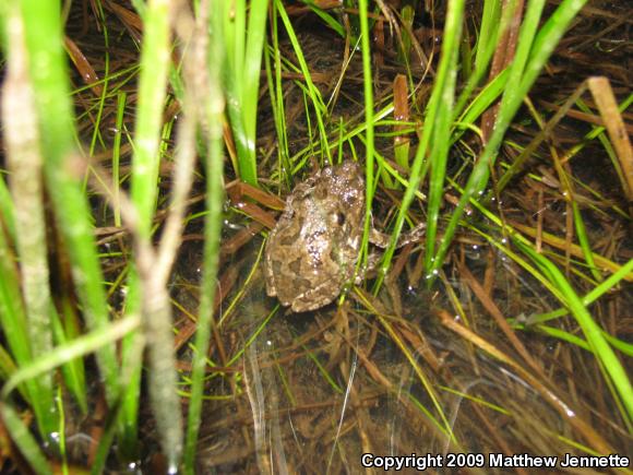 Cope's Gray Treefrog (Hyla chrysoscelis)