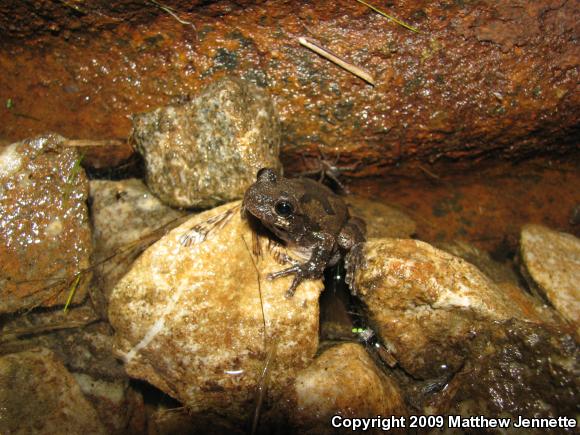 Cope's Gray Treefrog (Hyla chrysoscelis)