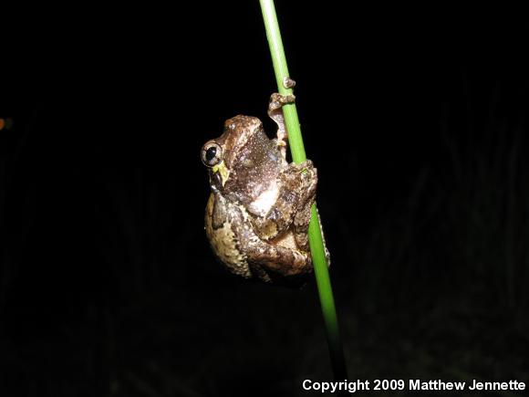 Cope's Gray Treefrog (Hyla chrysoscelis)