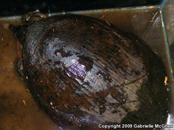 Florida Softshell (Apalone ferox)