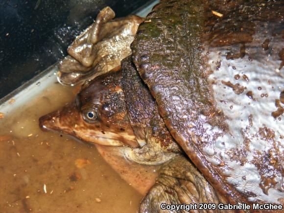 Florida Softshell (Apalone ferox)