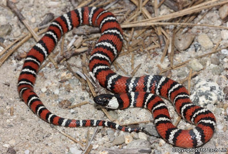 Coast Mountain Kingsnake (Lampropeltis zonata multifasciata)