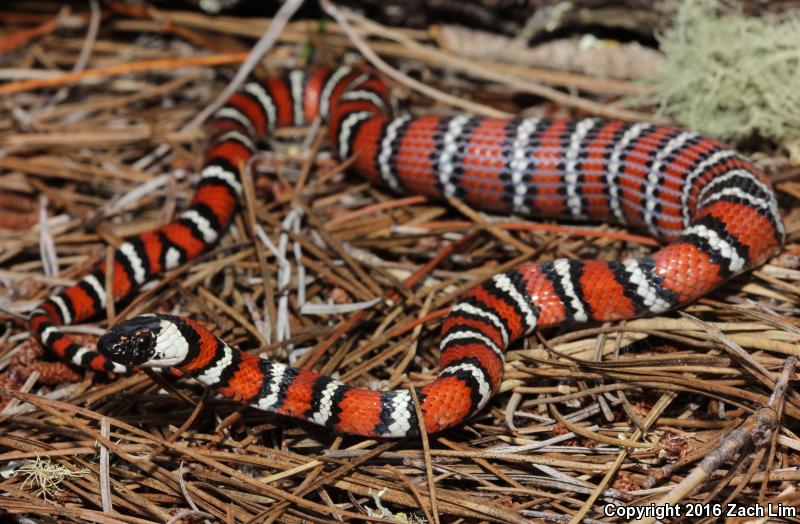 Coast Mountain Kingsnake (Lampropeltis zonata multifasciata)