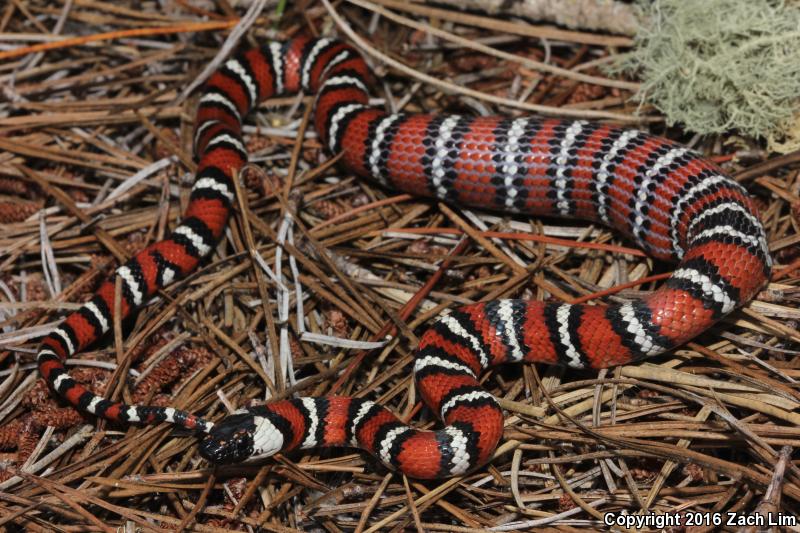 Coast Mountain Kingsnake (Lampropeltis zonata multifasciata)