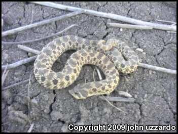 Plains Hog-nosed Snake (Heterodon nasicus)