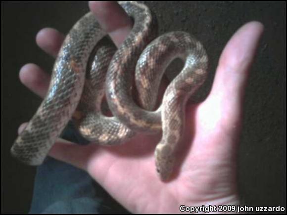 Painted Desert Glossy Snake (Arizona elegans philipi)