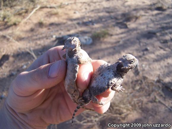 Round-tailed Horned Lizard (Phrynosoma modestum)