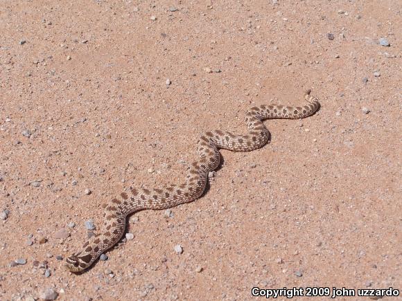 Plains Hog-nosed Snake (Heterodon nasicus)