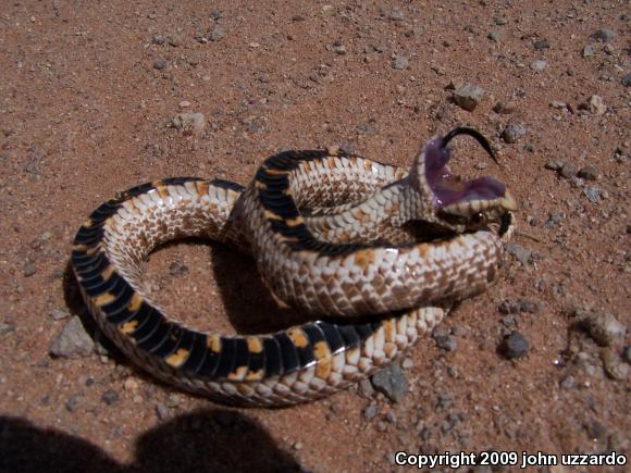 Plains Hog-nosed Snake (Heterodon nasicus)