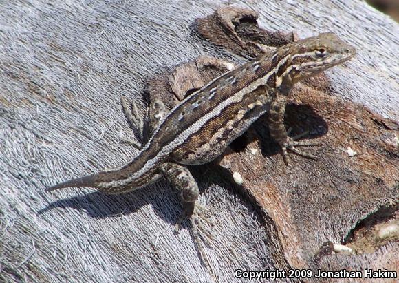 Northern Side-blotched Lizard (Uta stansburiana stansburiana)