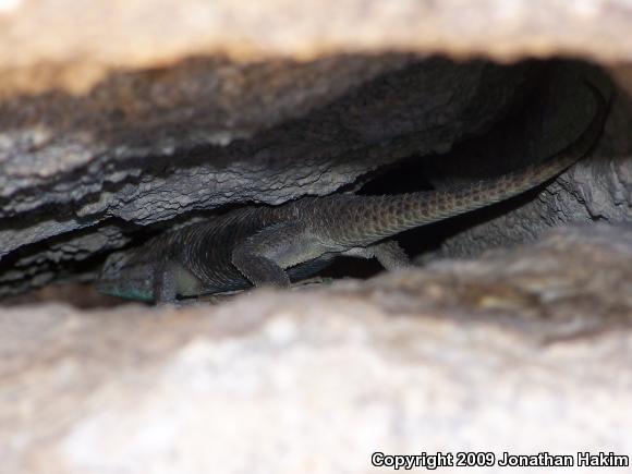 Yellow-backed Spiny Lizard (Sceloporus uniformis)