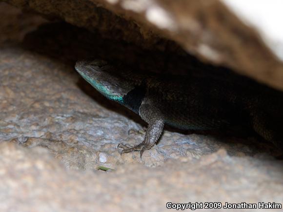 Yellow-backed Spiny Lizard (Sceloporus uniformis)