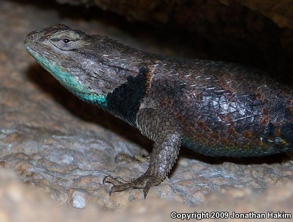 Yellow-backed Spiny Lizard (Sceloporus uniformis)