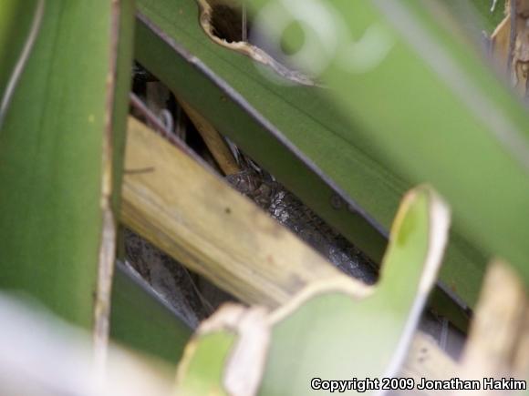 Yellow-backed Spiny Lizard (Sceloporus uniformis)