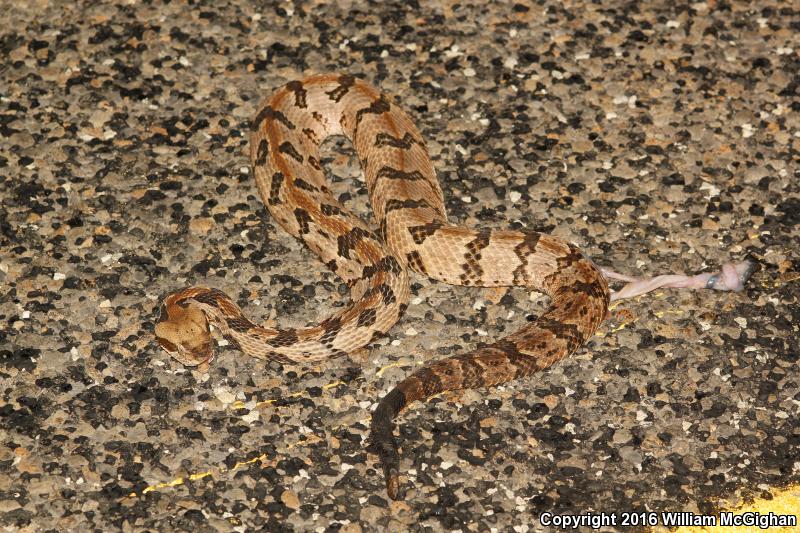 Timber Rattlesnake (Crotalus horridus)