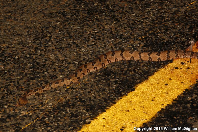 Timber Rattlesnake (Crotalus horridus)