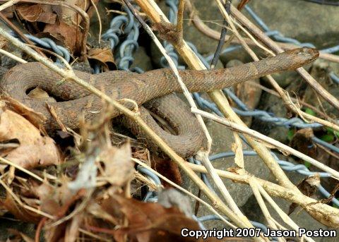 Northern Watersnake (Nerodia sipedon sipedon)