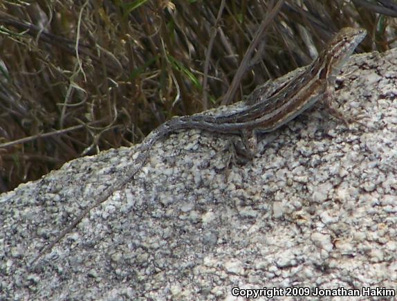 Northern Side-blotched Lizard (Uta stansburiana stansburiana)