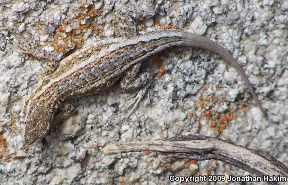 Northern Side-blotched Lizard (Uta stansburiana stansburiana)