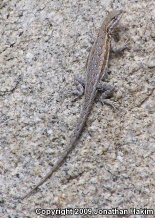 Northern Side-blotched Lizard (Uta stansburiana stansburiana)