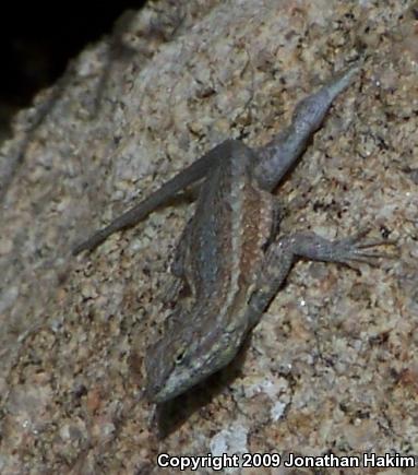 Northern Side-blotched Lizard (Uta stansburiana stansburiana)