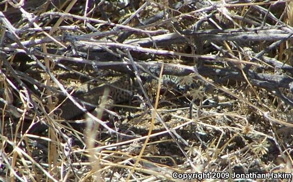 Great Basin Whiptail (Aspidoscelis tigris tigris)