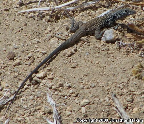 Great Basin Whiptail (Aspidoscelis tigris tigris)