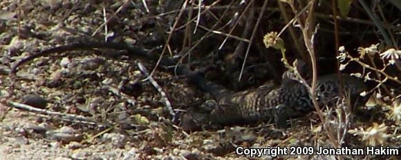 Great Basin Whiptail (Aspidoscelis tigris tigris)