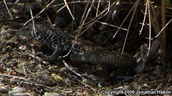 Great Basin Whiptail (Aspidoscelis tigris tigris)