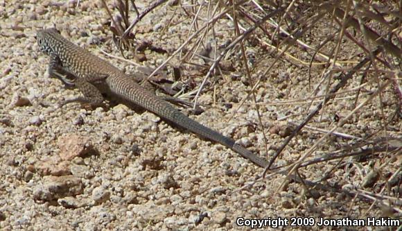 Great Basin Whiptail (Aspidoscelis tigris tigris)