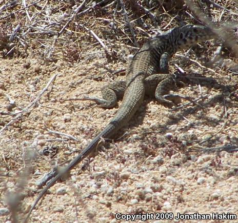 Great Basin Whiptail (Aspidoscelis tigris tigris)