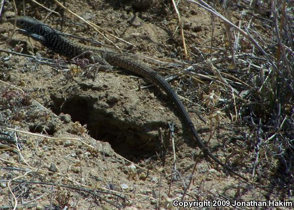 Great Basin Whiptail (Aspidoscelis tigris tigris)