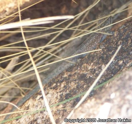 Northern Side-blotched Lizard (Uta stansburiana stansburiana)