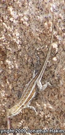 Northern Side-blotched Lizard (Uta stansburiana stansburiana)