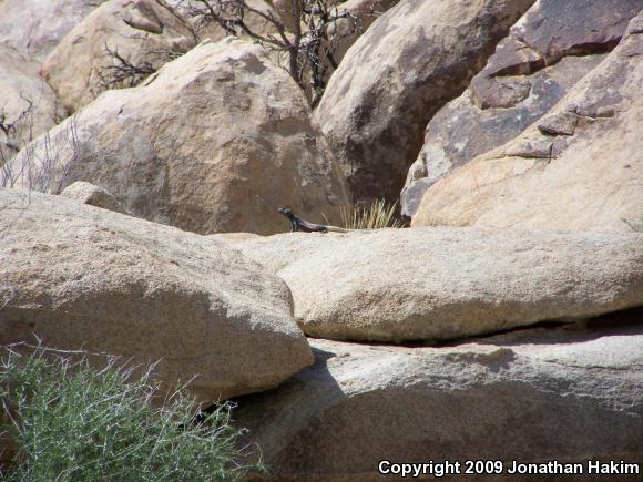 Western Chuckwalla (Sauromalus ater obesus)