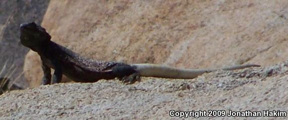 Western Chuckwalla (Sauromalus ater obesus)