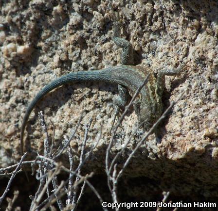 Northern Side-blotched Lizard (Uta stansburiana stansburiana)