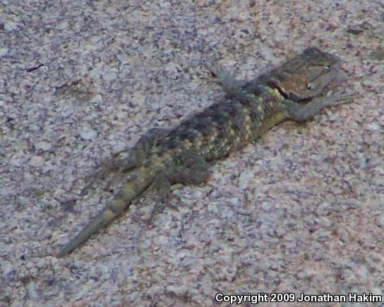 Yellow-backed Spiny Lizard (Sceloporus uniformis)