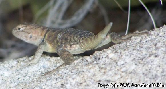 Yellow-backed Spiny Lizard (Sceloporus uniformis)