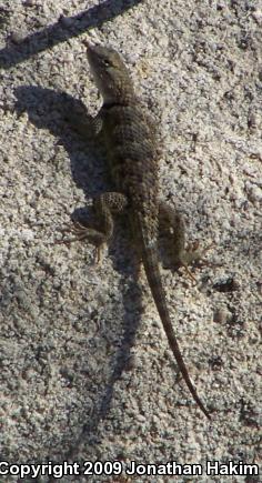 Yellow-backed Spiny Lizard (Sceloporus uniformis)