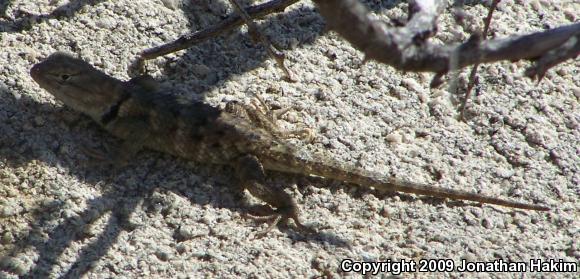 Yellow-backed Spiny Lizard (Sceloporus uniformis)