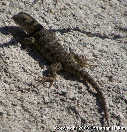 Yellow-backed Spiny Lizard (Sceloporus uniformis)