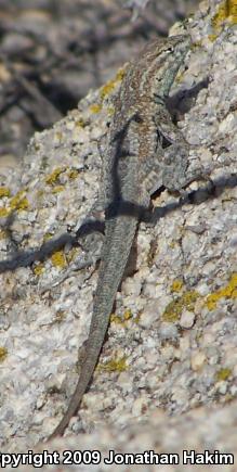 Northern Side-blotched Lizard (Uta stansburiana stansburiana)